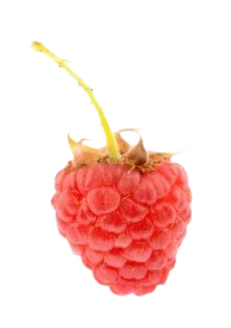 Framboos
