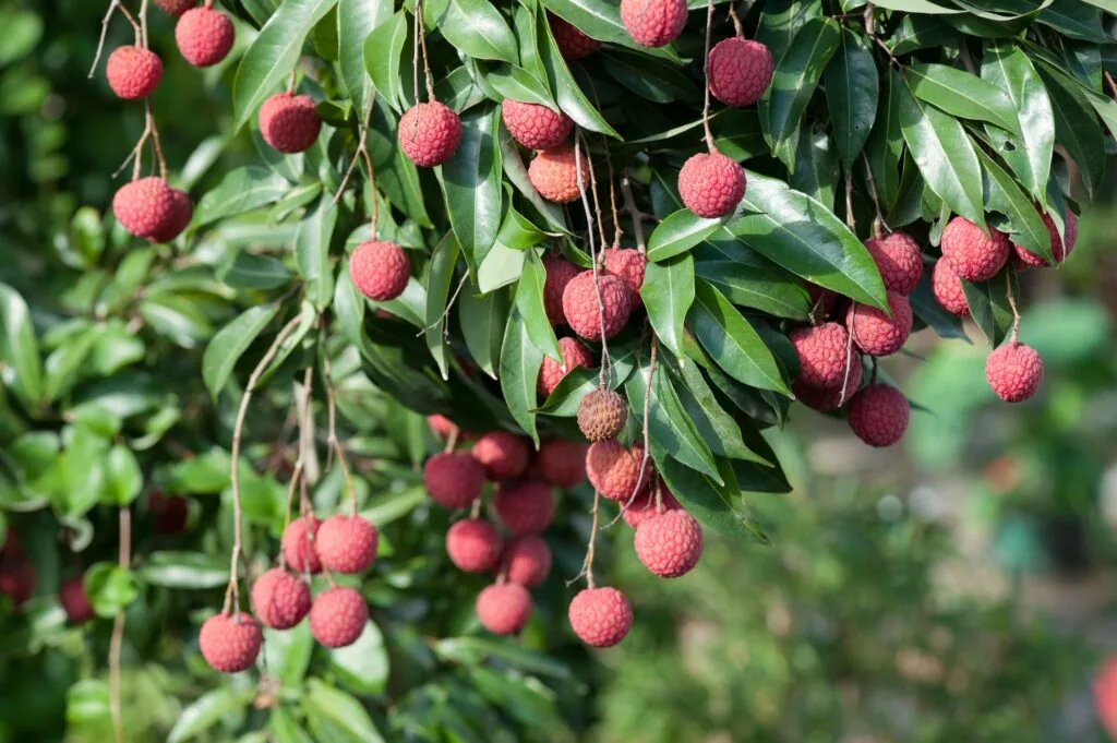 Lychees groeien aan een boom